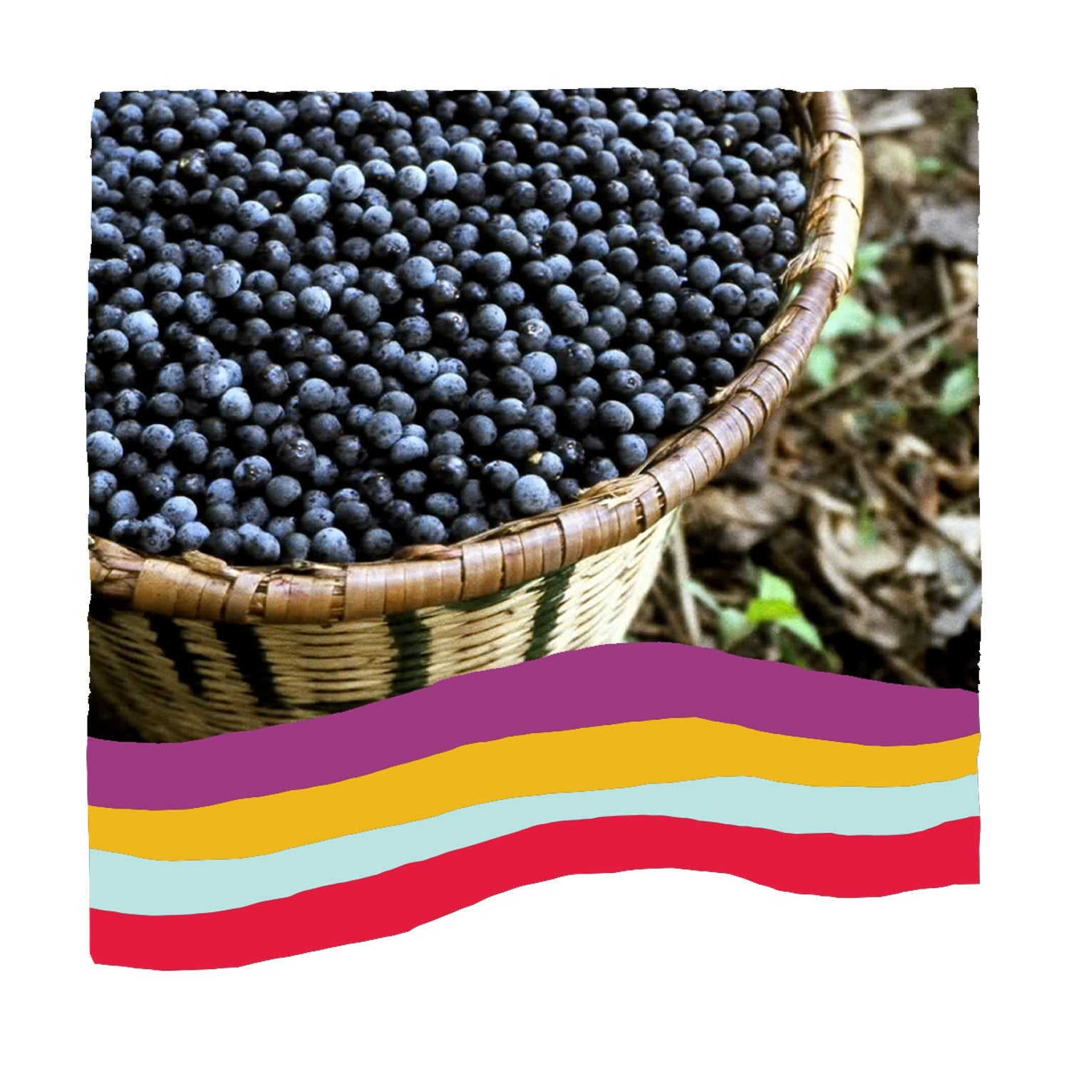 Learn more about Superfood Qualities of Açaí