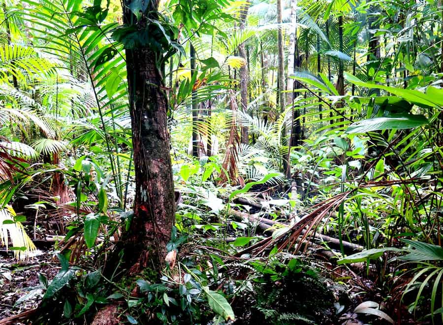 Amazon Findings Biodiversity Conservation in the Amazon: Findings on Tree Species Rich